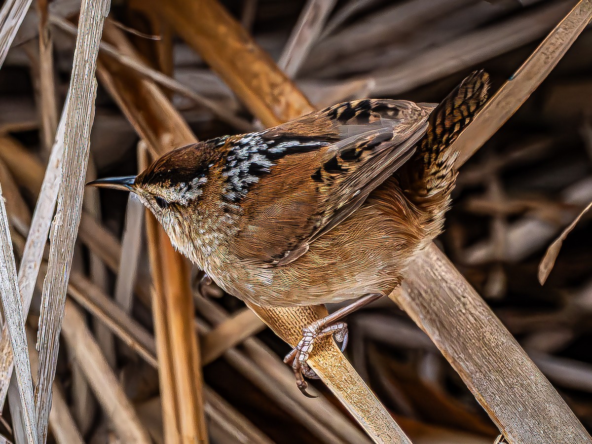 Marsh Wren - ML646620499