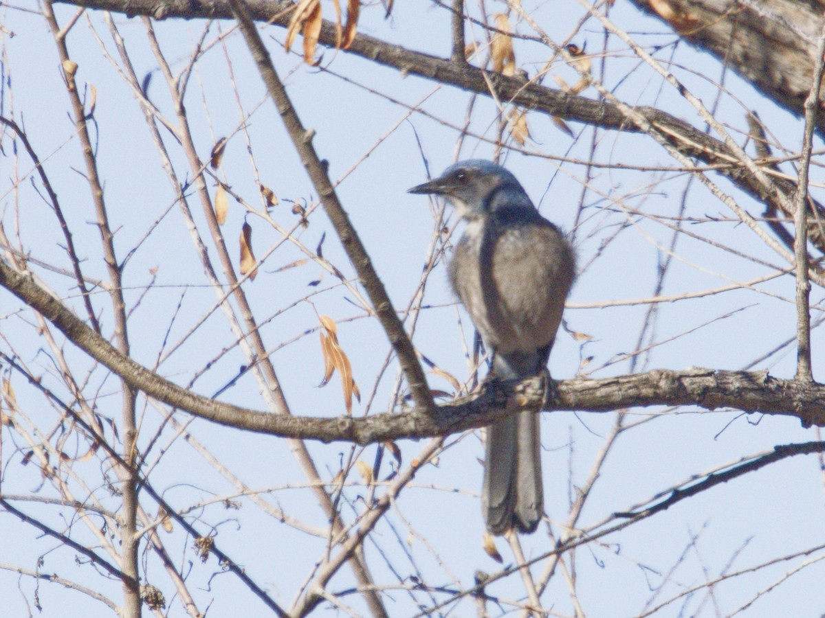 Woodhouse's Scrub-Jay - ML646620500