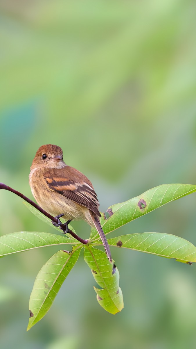Bran-colored Flycatcher - ML646620501