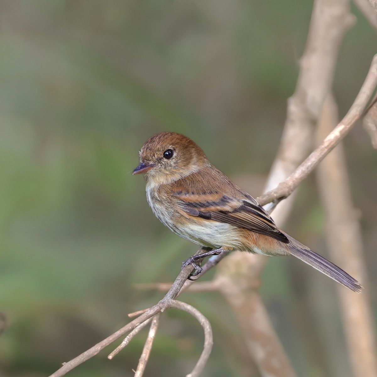 Bran-colored Flycatcher - ML646620502