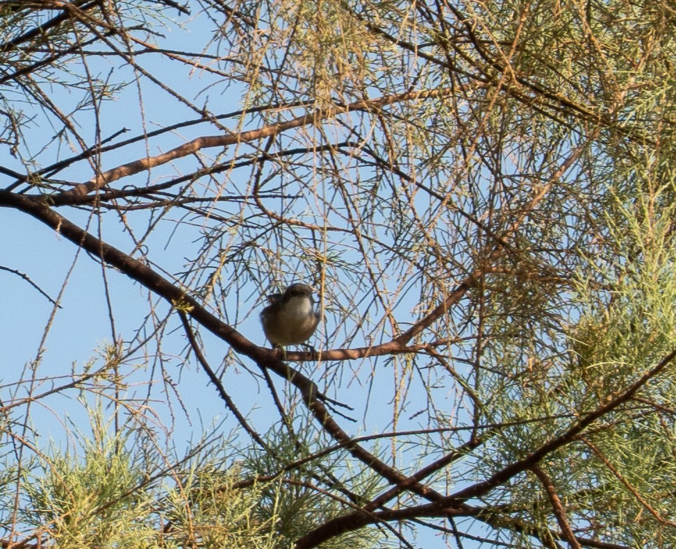 Тарчигнаа зэржгэнэ - ML646620503