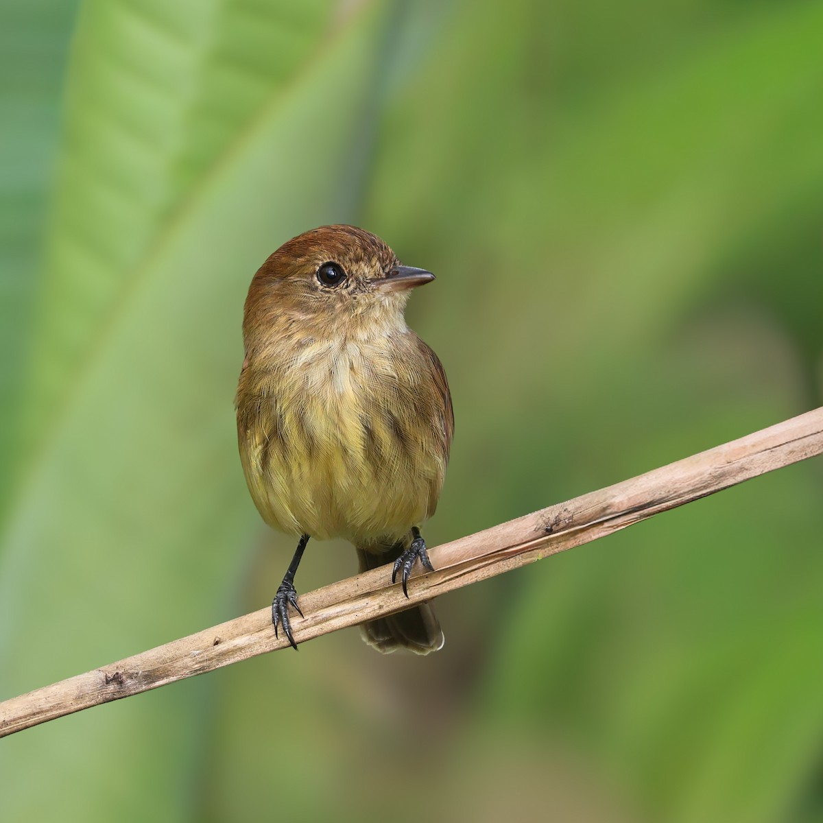 Bran-colored Flycatcher - ML646620504