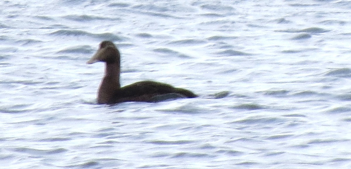 Common Eider - ML646620507