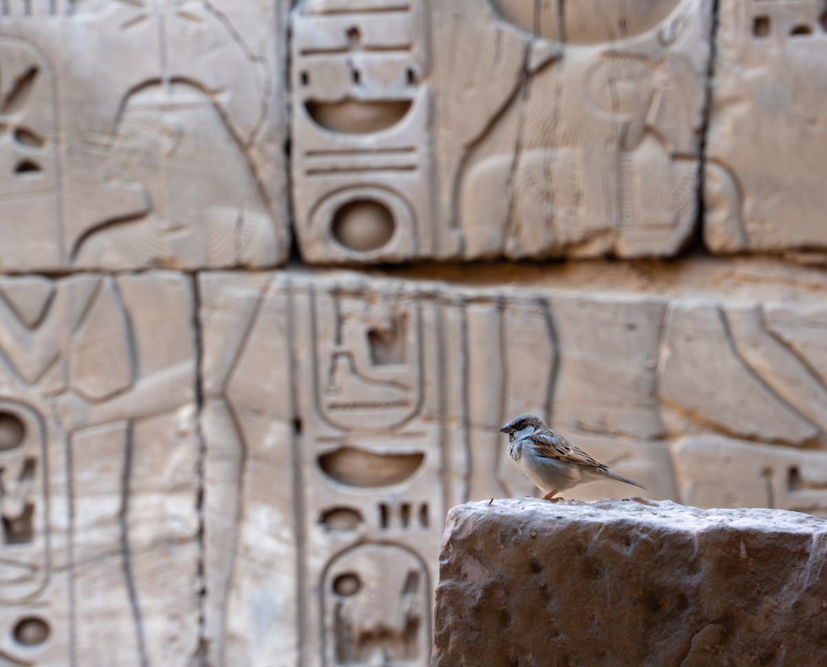 Оронгийн бор шувуу - ML646620508