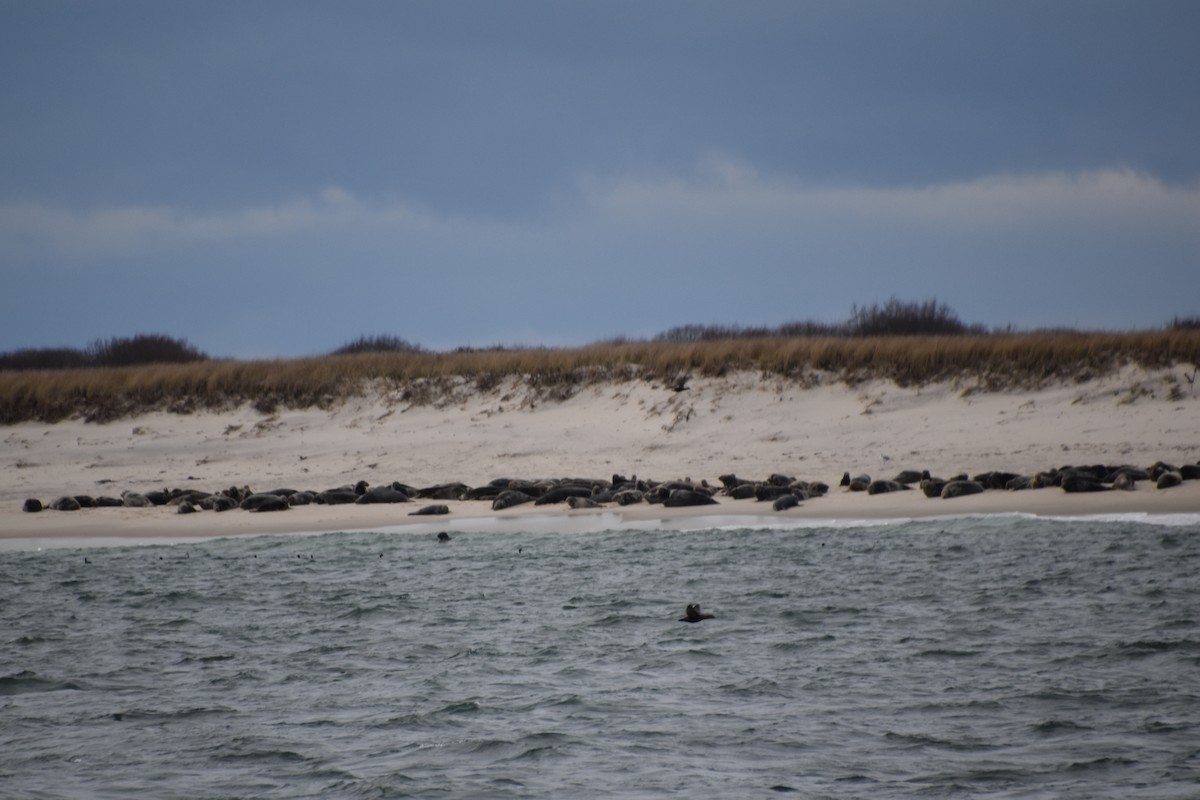 Atlantic Grey Seal - ML646620509