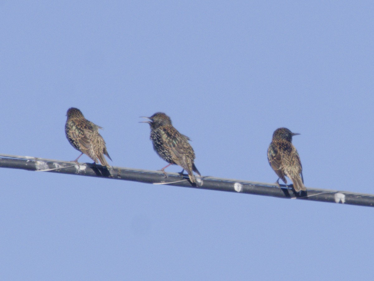 European Starling - ML646620510