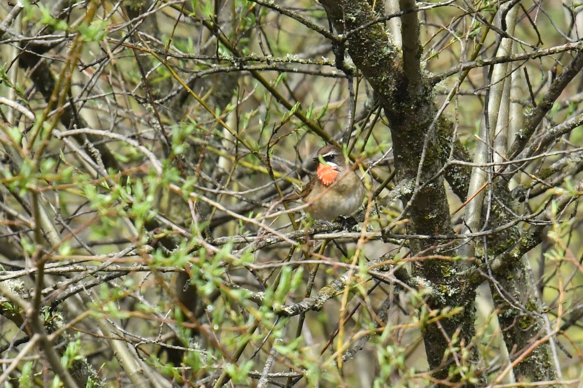 Siberian Rubythroat - ML646620511
