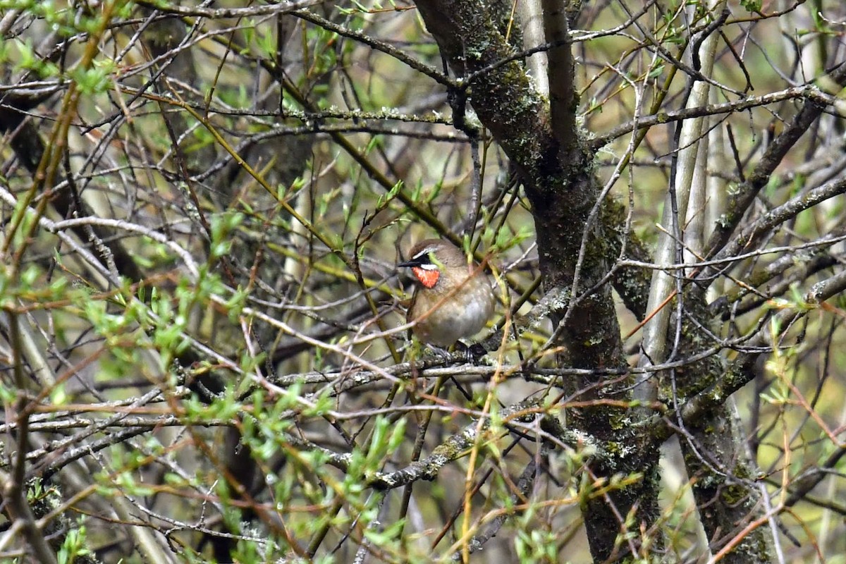 Siberian Rubythroat - ML646620512