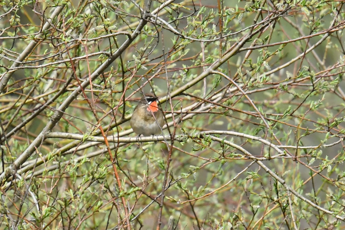 Siberian Rubythroat - ML646620513