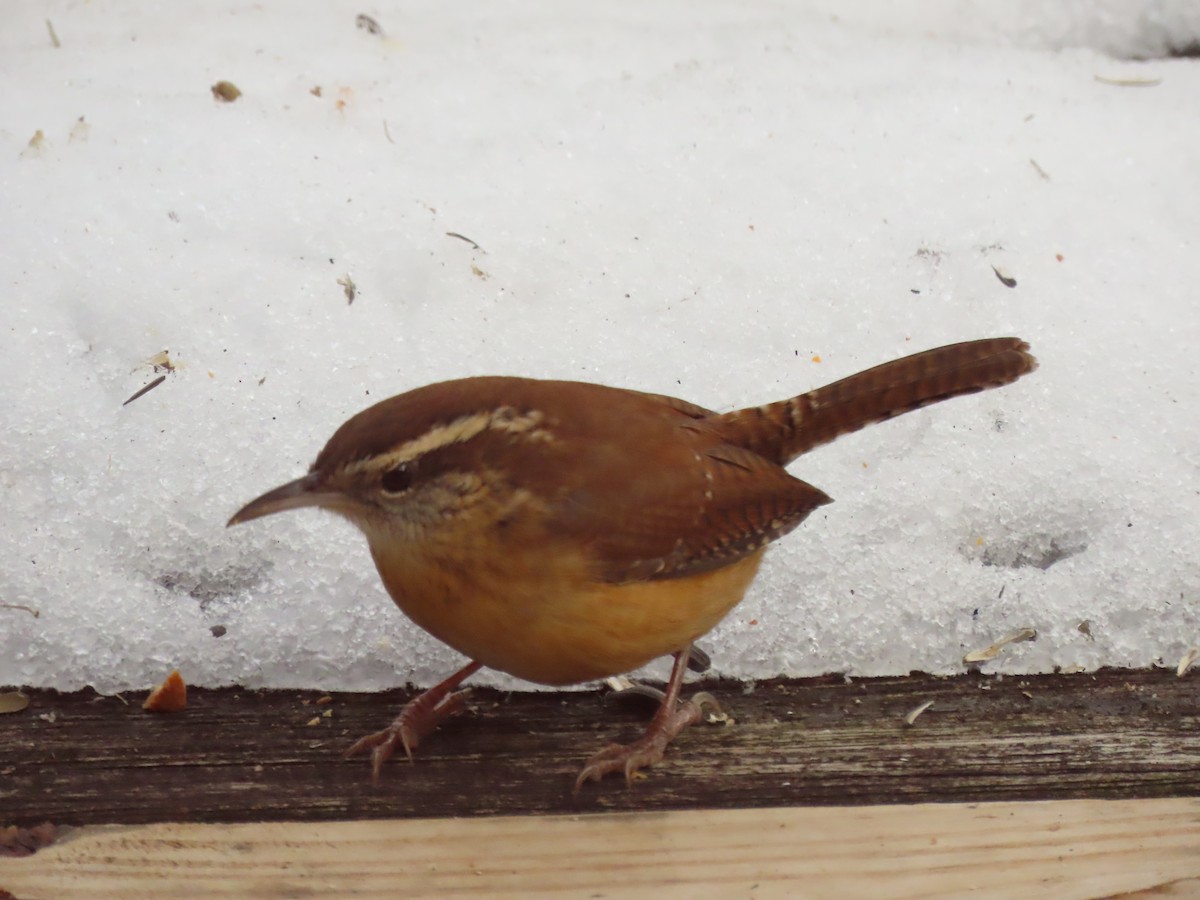 Cucarachero de Carolina - ML646620514