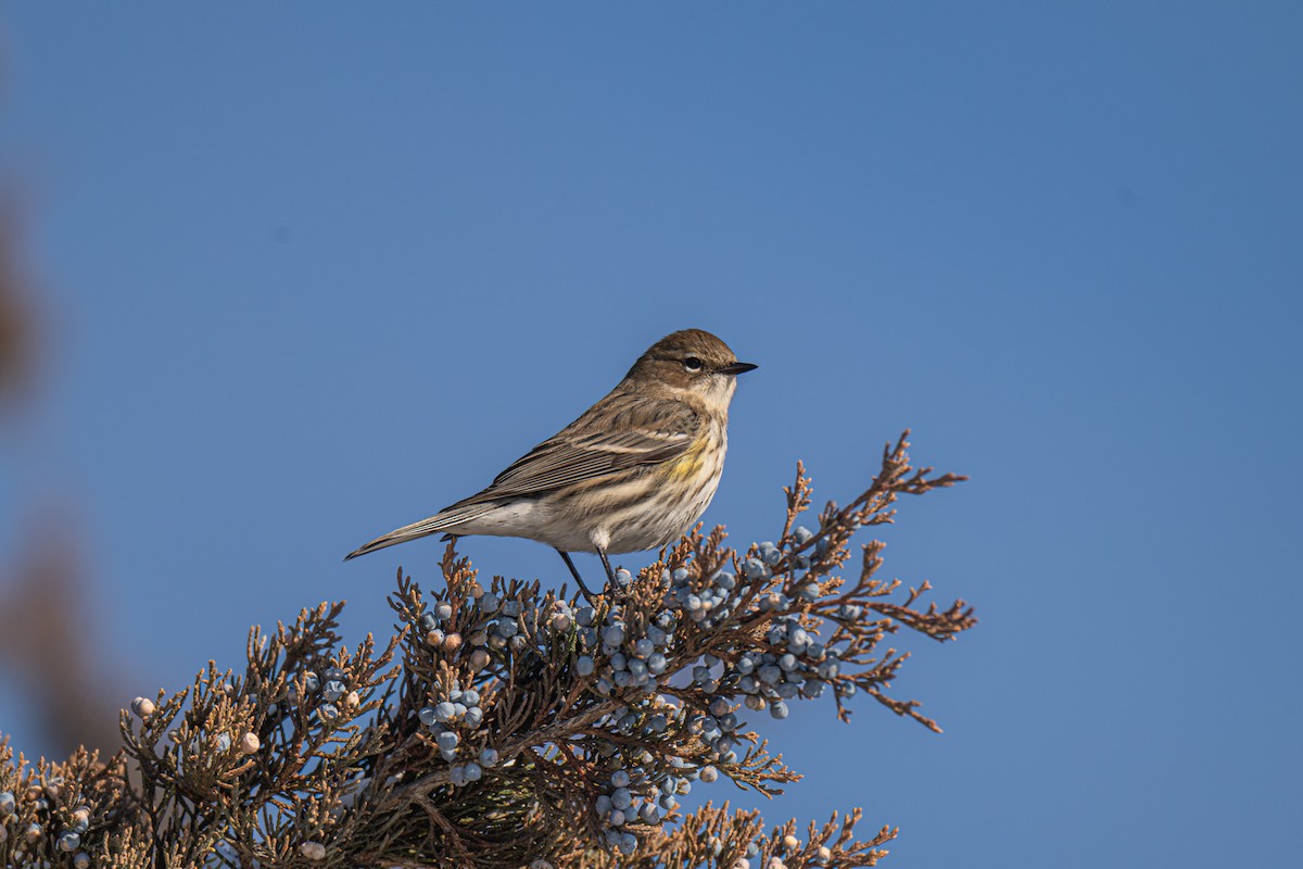 Yellow-rumped Warbler - ML646620515
