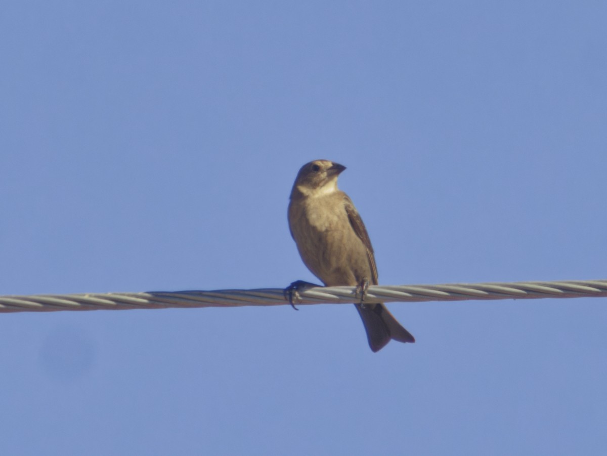 Braunkopf-Kuhstärling - ML646620516