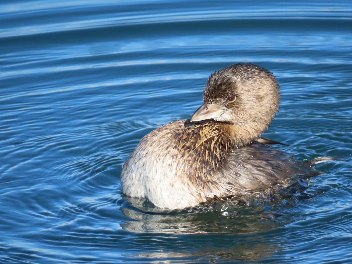 Pied-billed Grebe - ML646620517