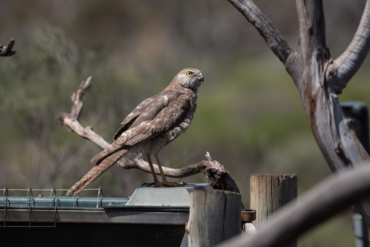 Sidney Atmacası - ML646620518