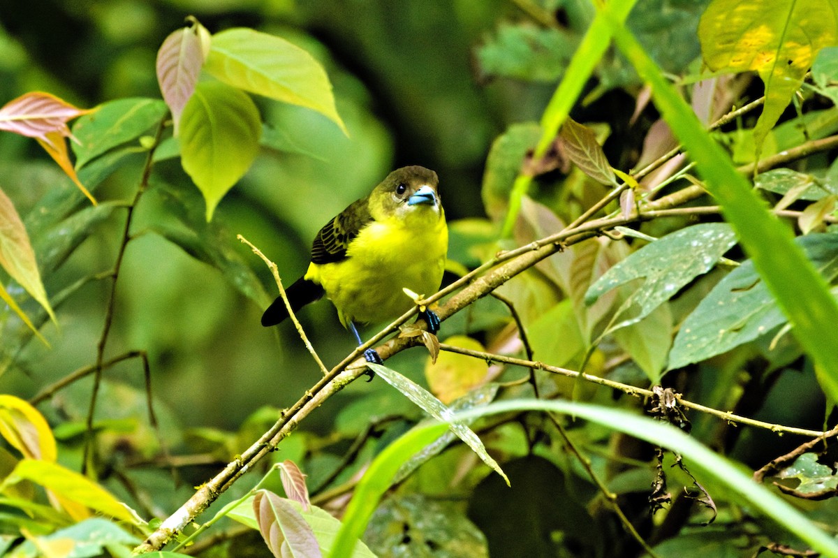 Flame-rumped Tanager (Lemon-rumped) - ML646620525