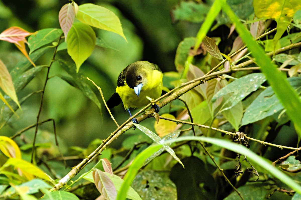 Flame-rumped Tanager (Lemon-rumped) - ML646620526