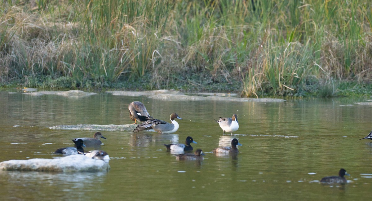 Gadwall - ML646620527