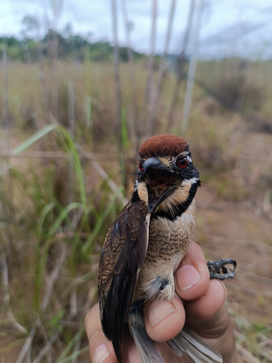 Chestnut-capped Puffbird - ML646620530