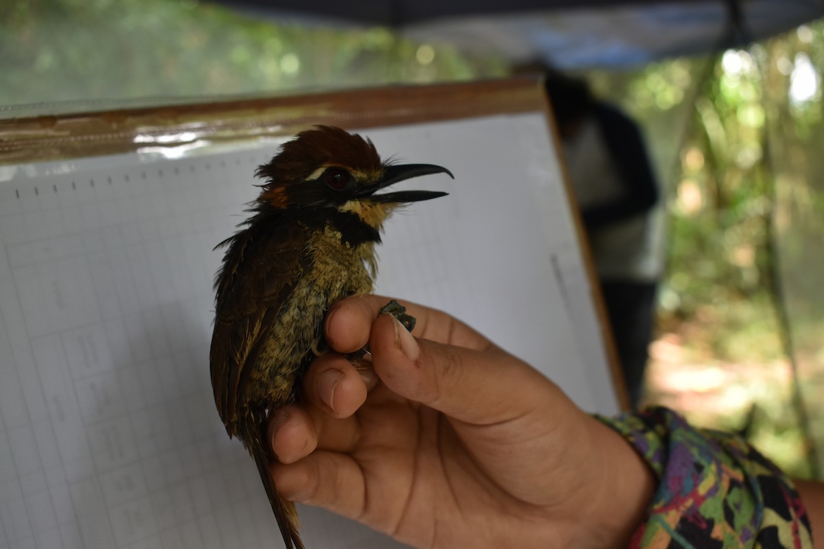 Chestnut-capped Puffbird - ML646620533