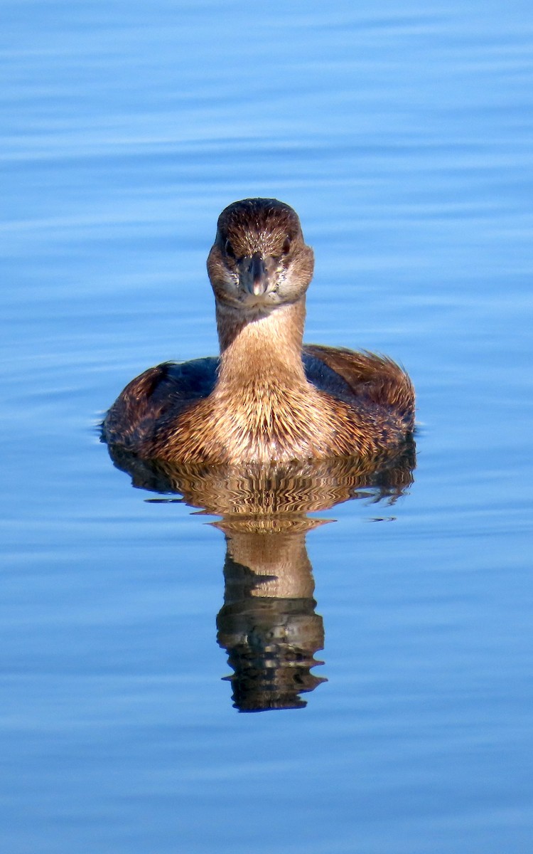 Pied-billed Grebe - ML646620534