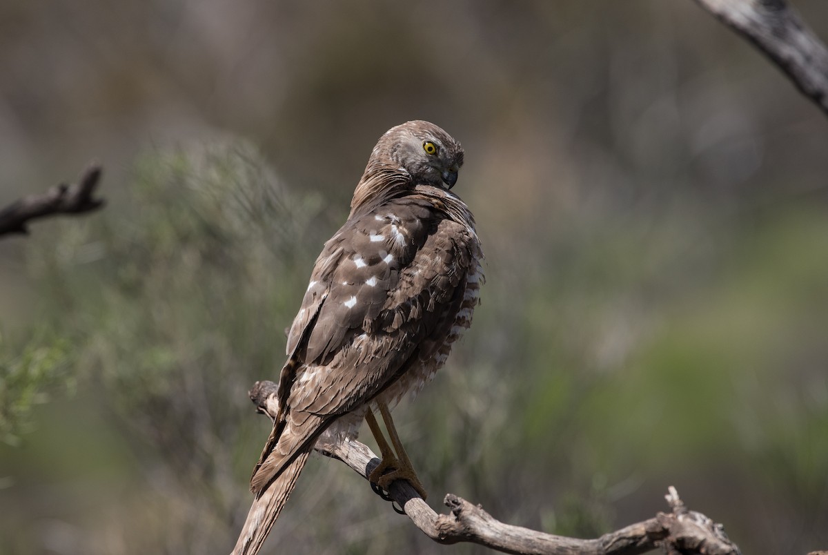 Sidney Atmacası - ML646620535