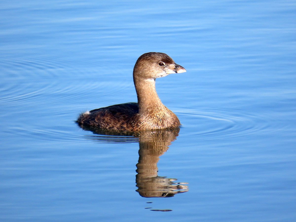 Pied-billed Grebe - ML646620536