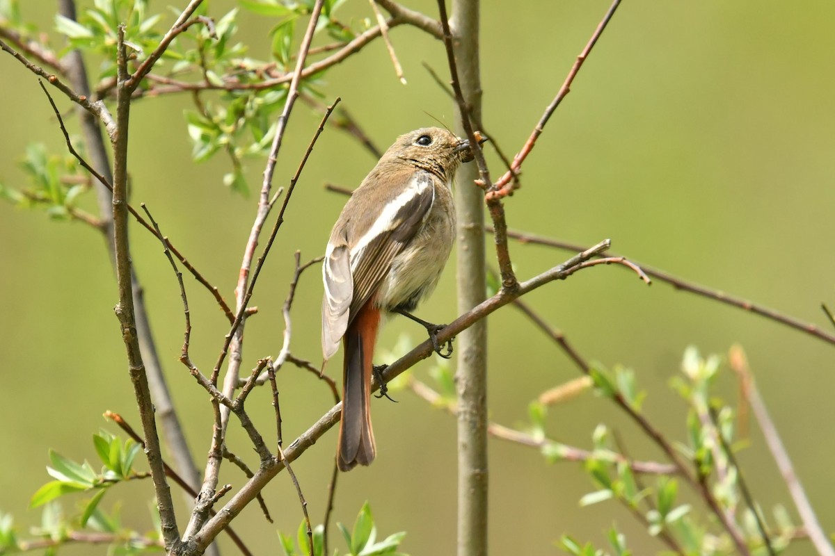 Ak Boğazlı Kızılkuyruk - ML646620537