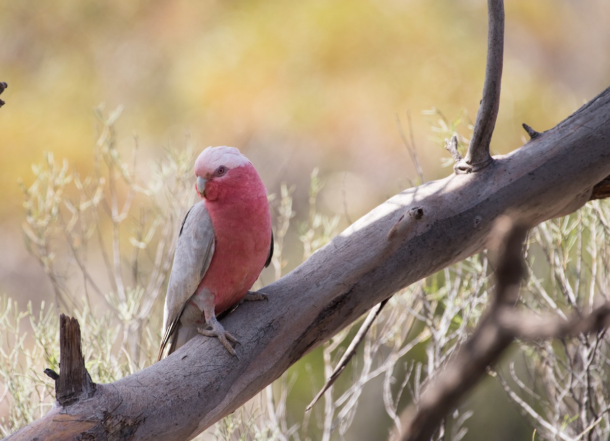 Gül Rengi Kakadu - ML646620538