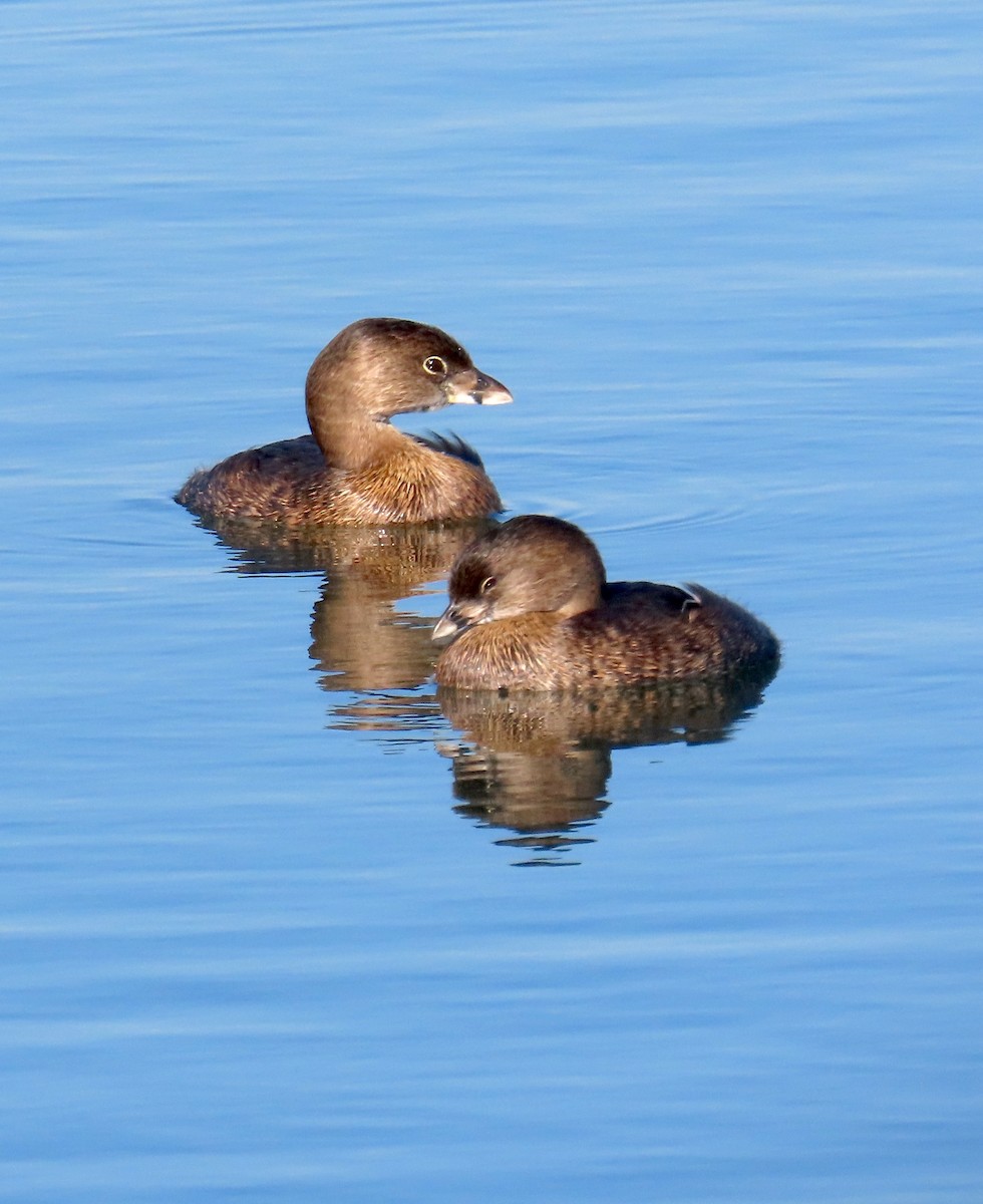 Pied-billed Grebe - ML646620541