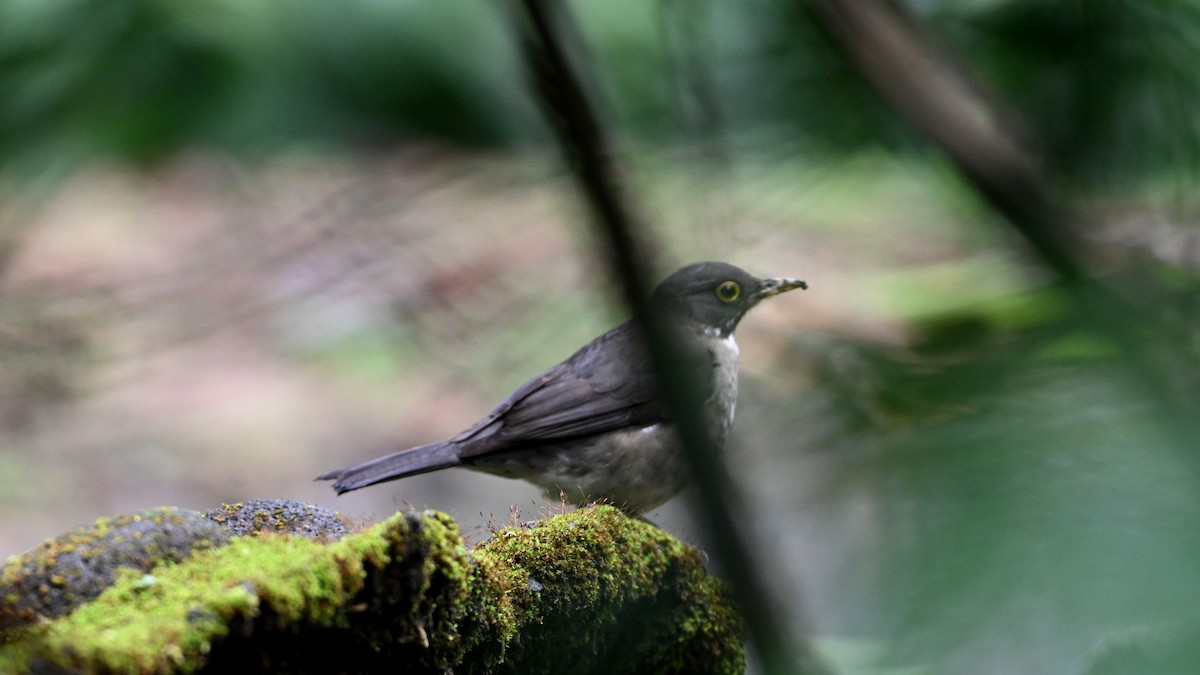 White-throated Thrush - ML646620542