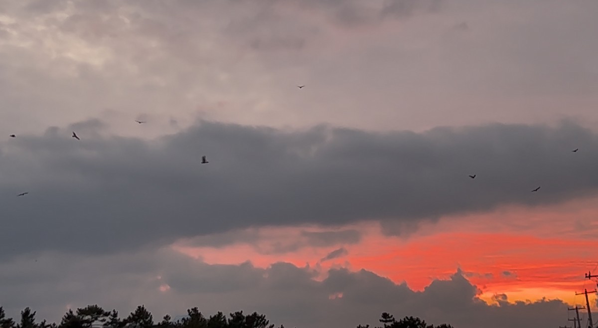 Лунь американський - ML646620544