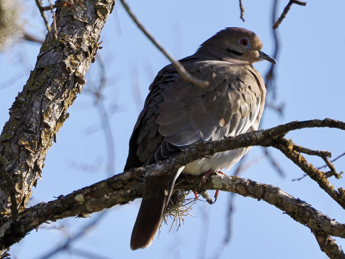 Weißflügeltaube - ML646620545