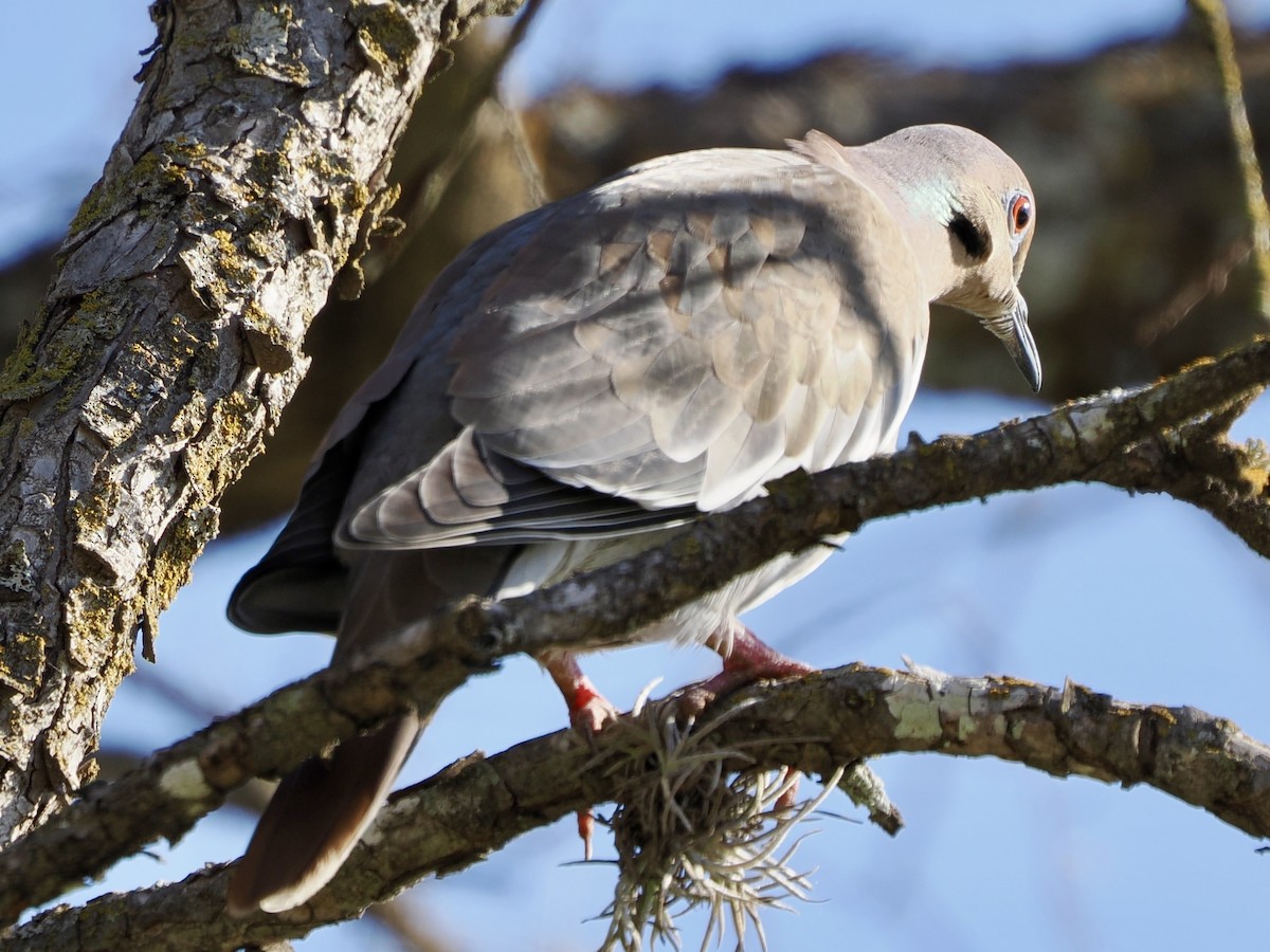 Weißflügeltaube - ML646620546