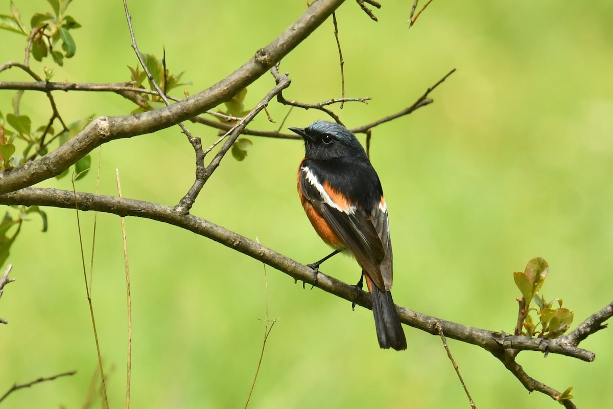 Горихвістка білосмуга - ML646620547