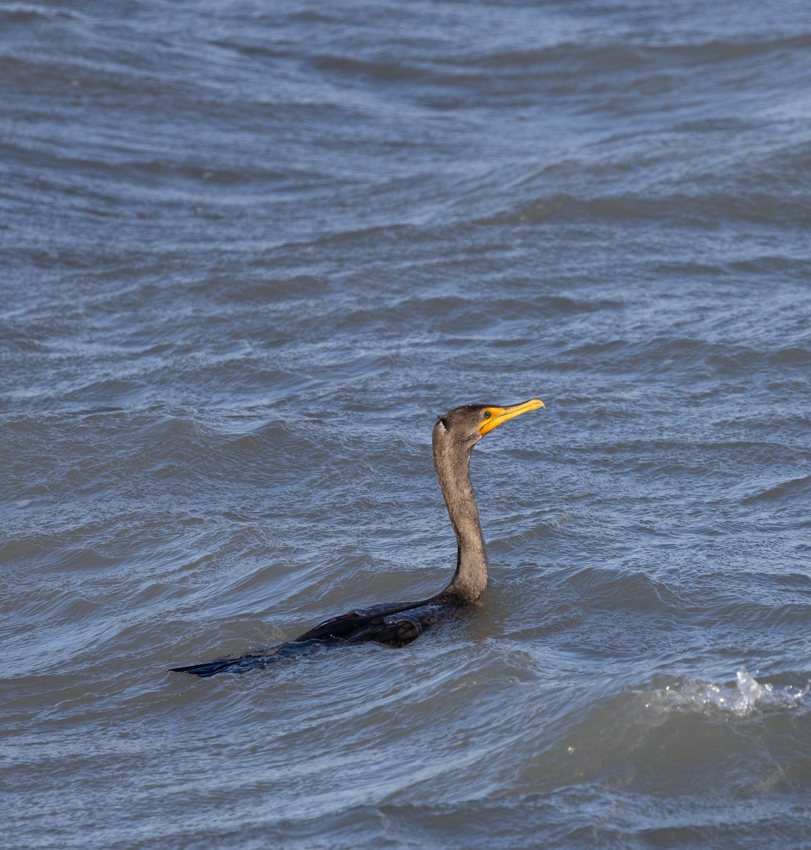 Баклан вухатий - ML646620548