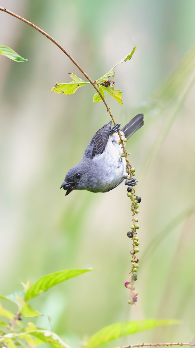 Танагра сіра - ML646620554