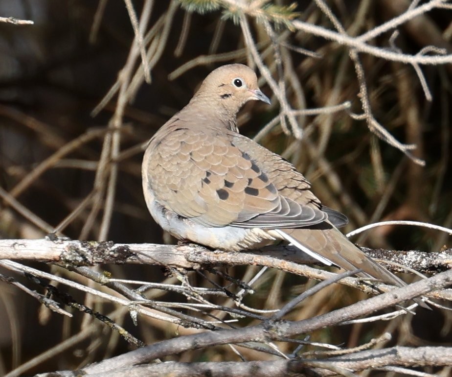 Зенаїда північна - ML646620556