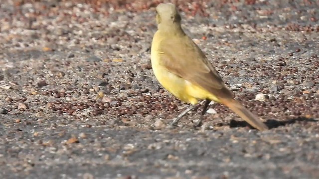 Пікабуї - ML646620557