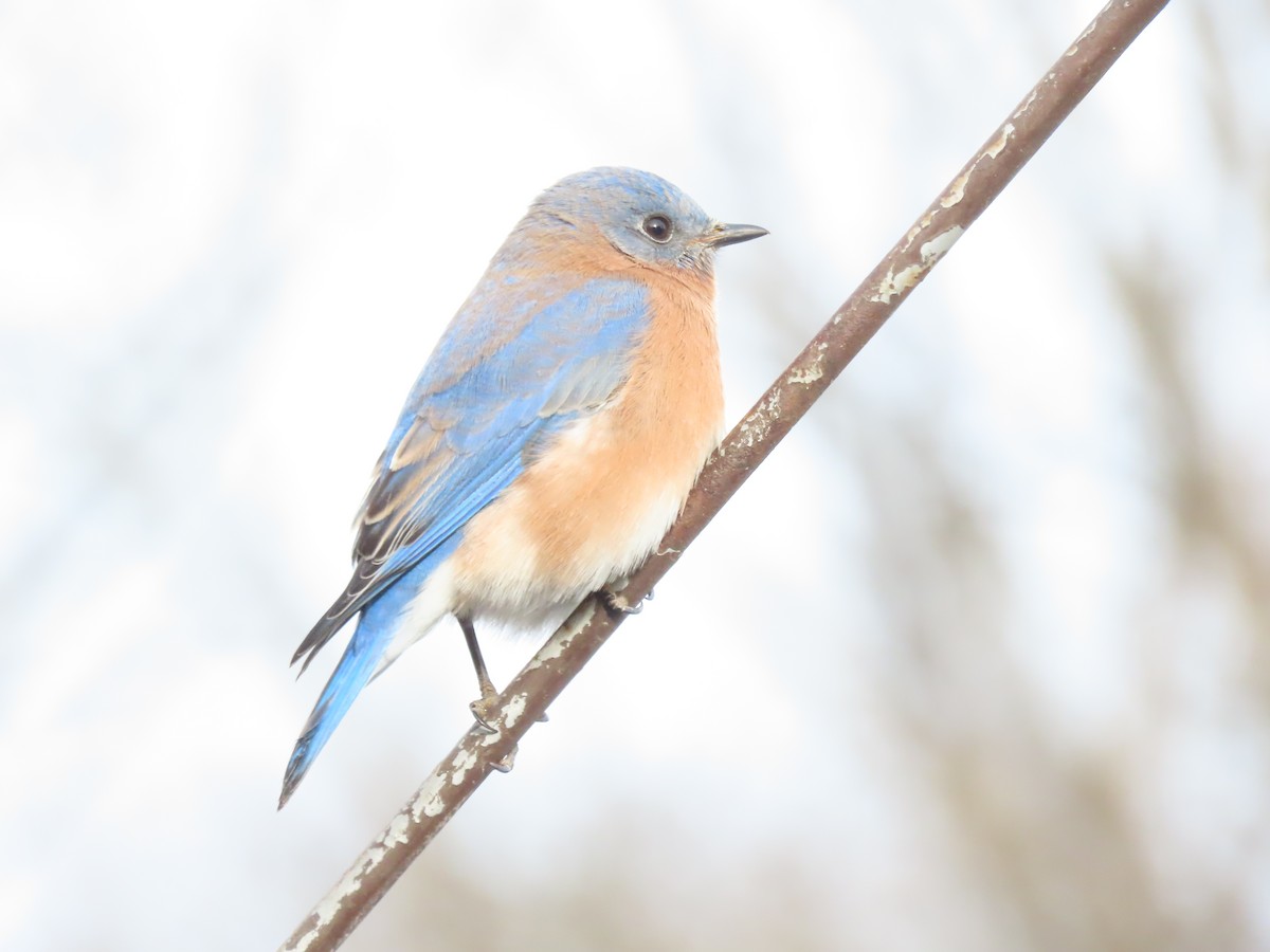 Блакитник східний - ML646620559
