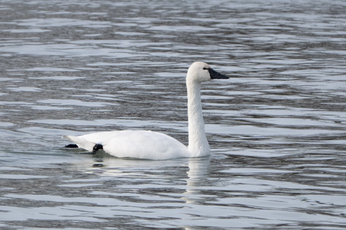 Cigno minore - ML646620560