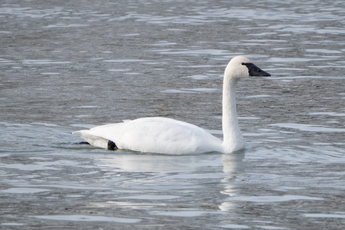 Cigno minore - ML646620561