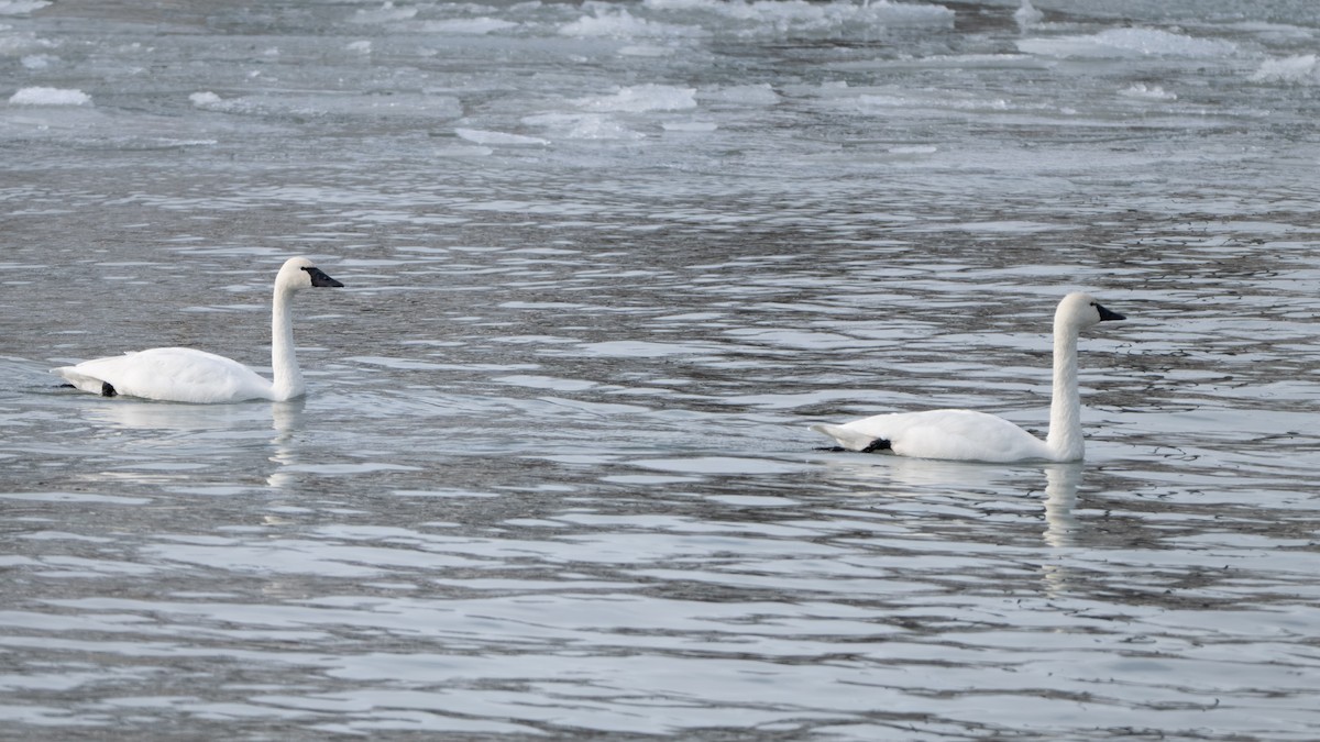 Cigno minore - ML646620562