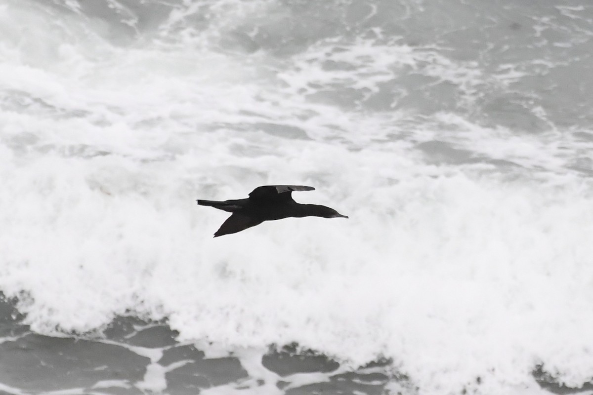 Баклан індонезійський - ML646620563