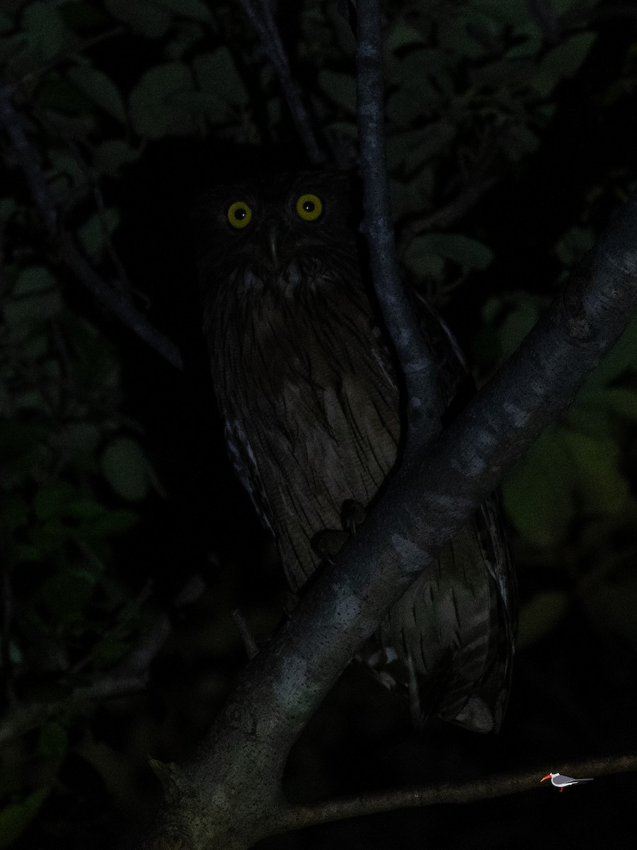 Brown Fish-Owl - ML646620564