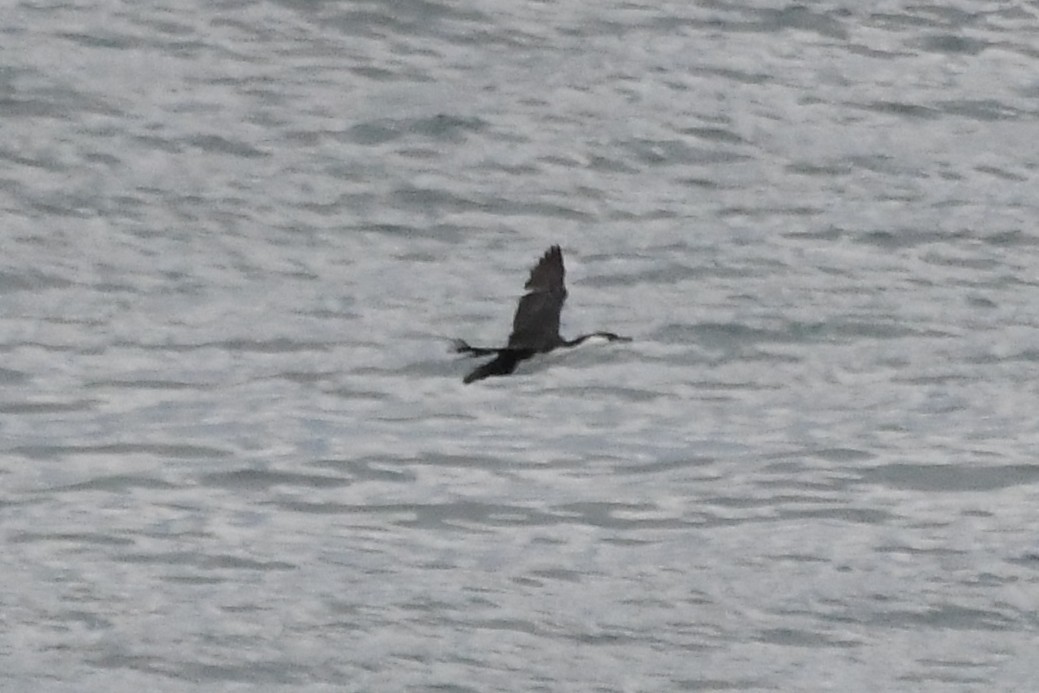 Баклан білогрудий - ML646620569