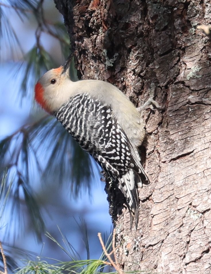 Гіла каролінська - ML646620573