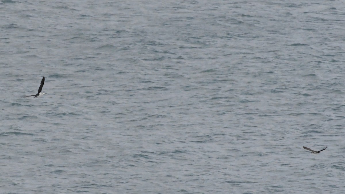 Баклан білогрудий - ML646620574