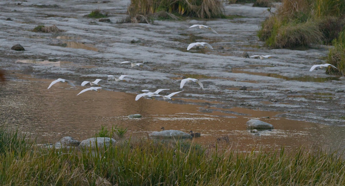 Чепура американська - ML646620575