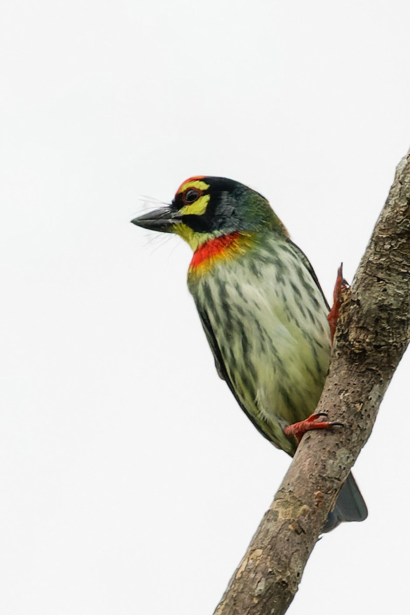 Бородастик червоноголовий - ML646620576