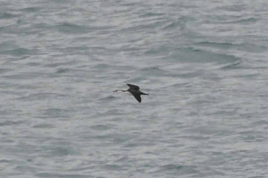 Баклан білогрудий - ML646620578